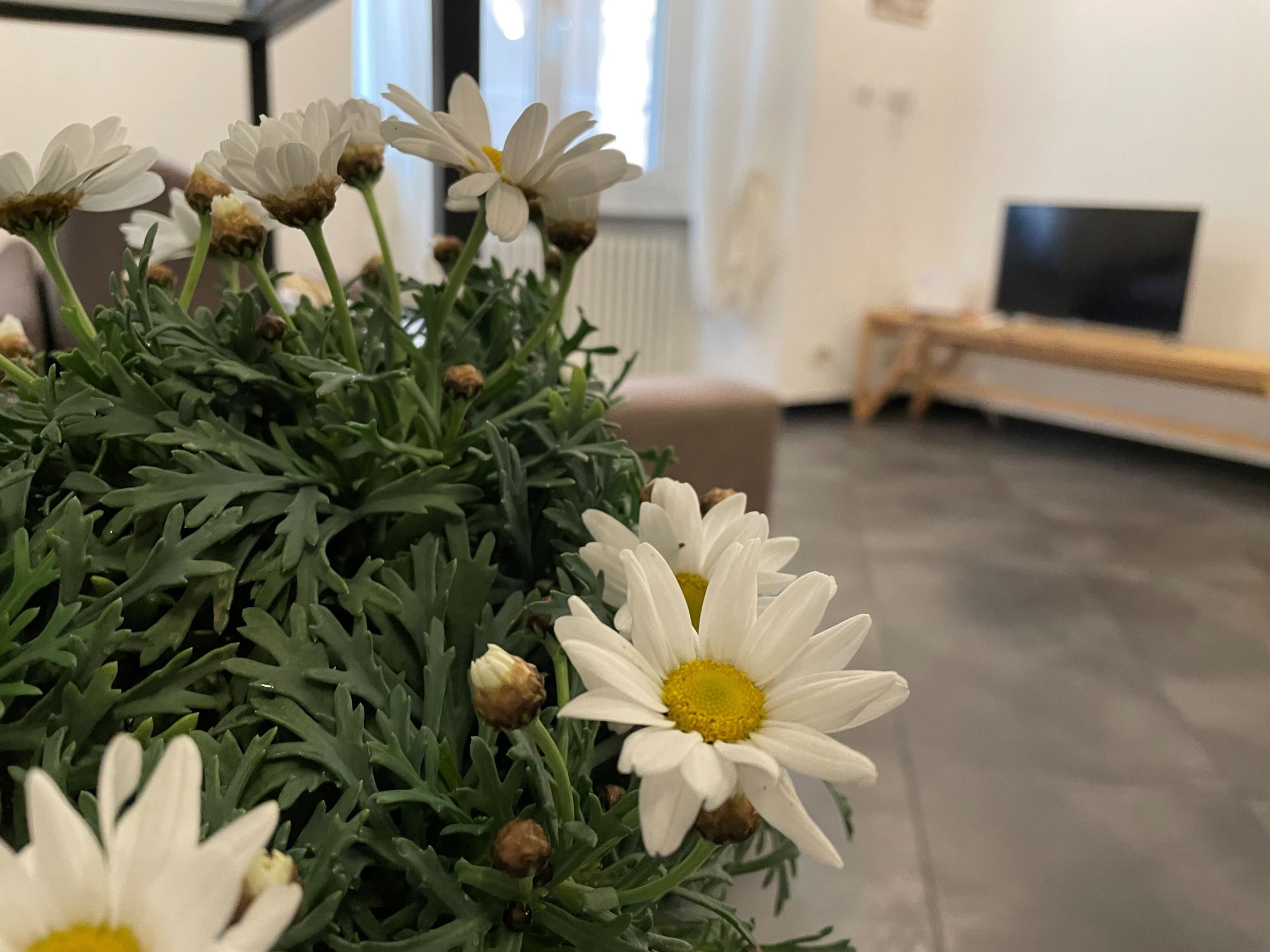 alloggio affitta camere soggiorno piazza dell'agnello casa genova gli appartamenti di ema ingresso
